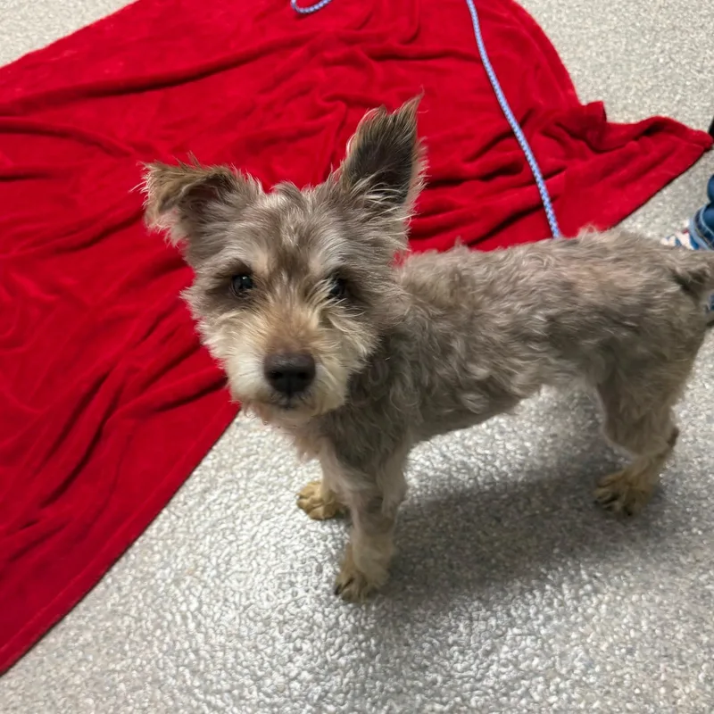 An adult small-sized male Miniature Schnauzer dog named Smokey for adoption in Homer Glen, IL