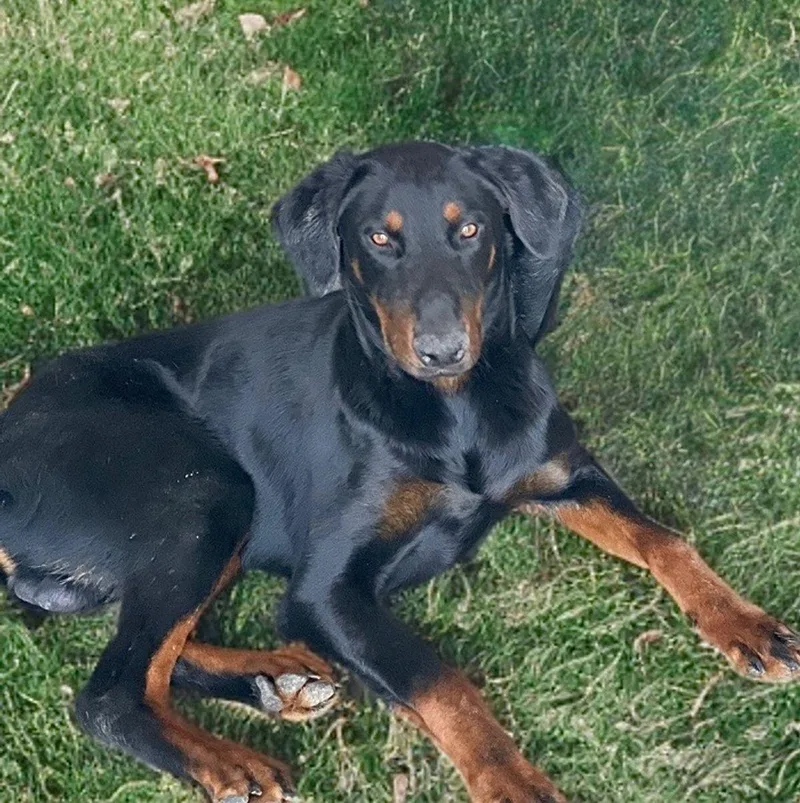 Pedro