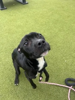 An adult small-sized male Mixed Breed dog named Warrior for adoption in West Chester, PA