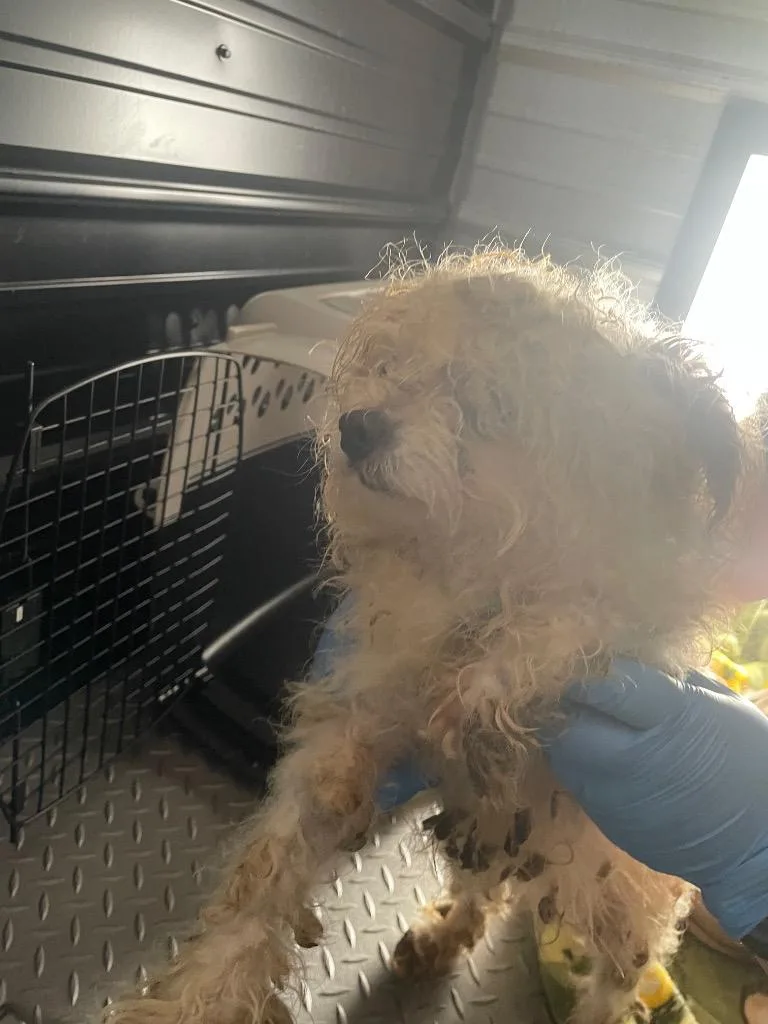 A senior small-sized female Mixed Breed dog named Tinkerbell for adoption in Columbia, TN
