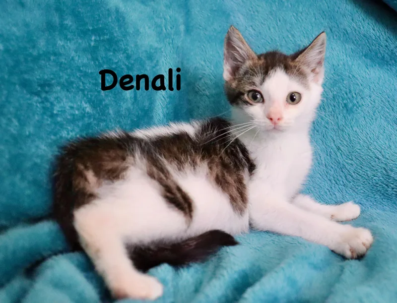 A baby large-sized male White Turkish Van cat named Denali for adoption in Saint Augustine, FL