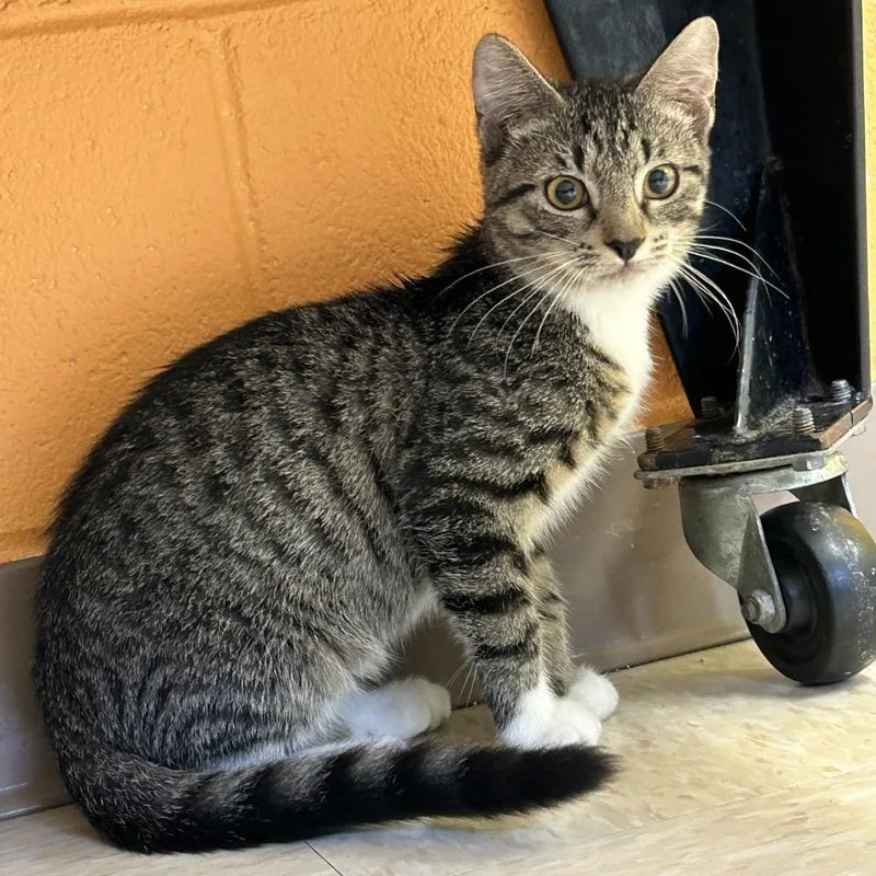 A young small-sized male Domestic Short Hair cat named Bugsy for adoption in Roxboro, NC