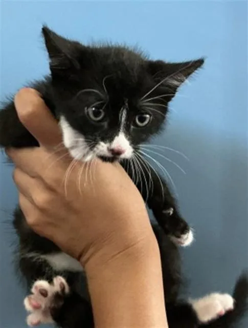 A baby small-sized female Domestic Short Hair cat named Elle for adoption in San Bernardino, CA