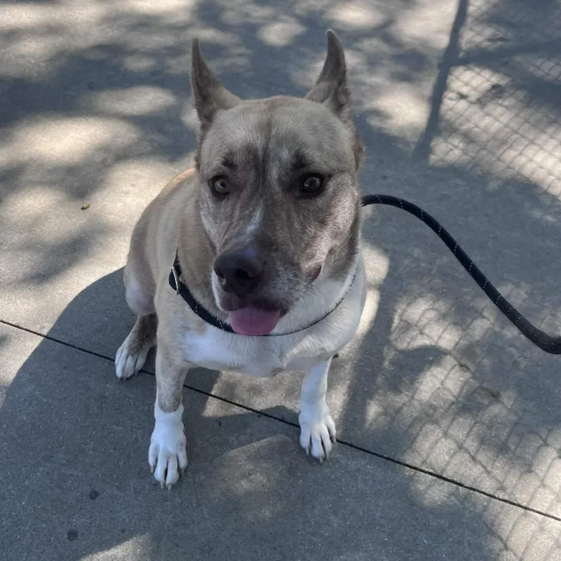 An adult large-sized male Yellow / Tan / Blond / Fawn Shepherd dog named Beetlejuice for adoption in Beaumont, TX