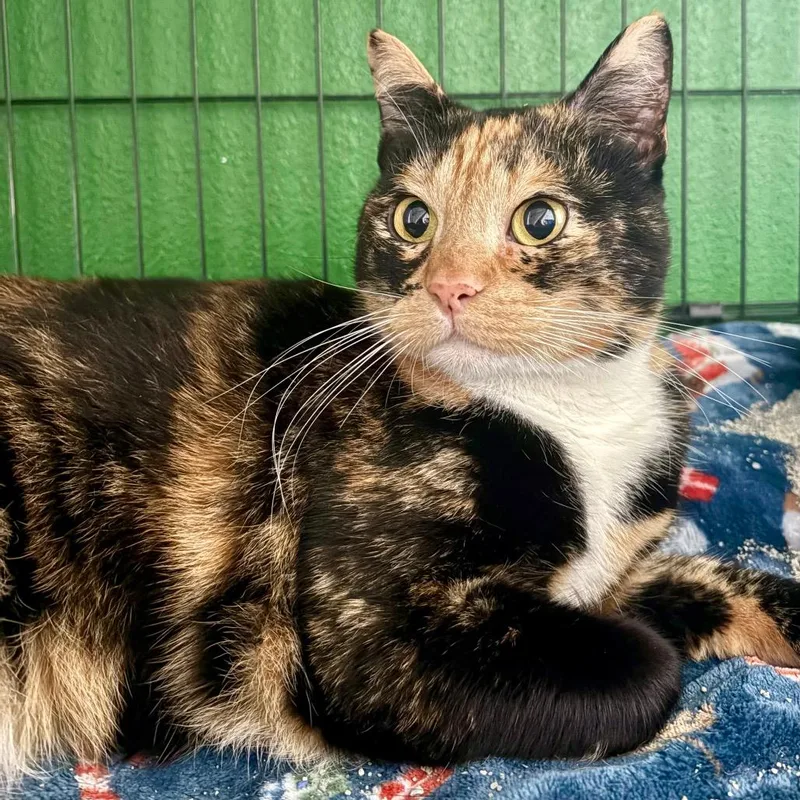 Princess Of Genovia thumbnail 2