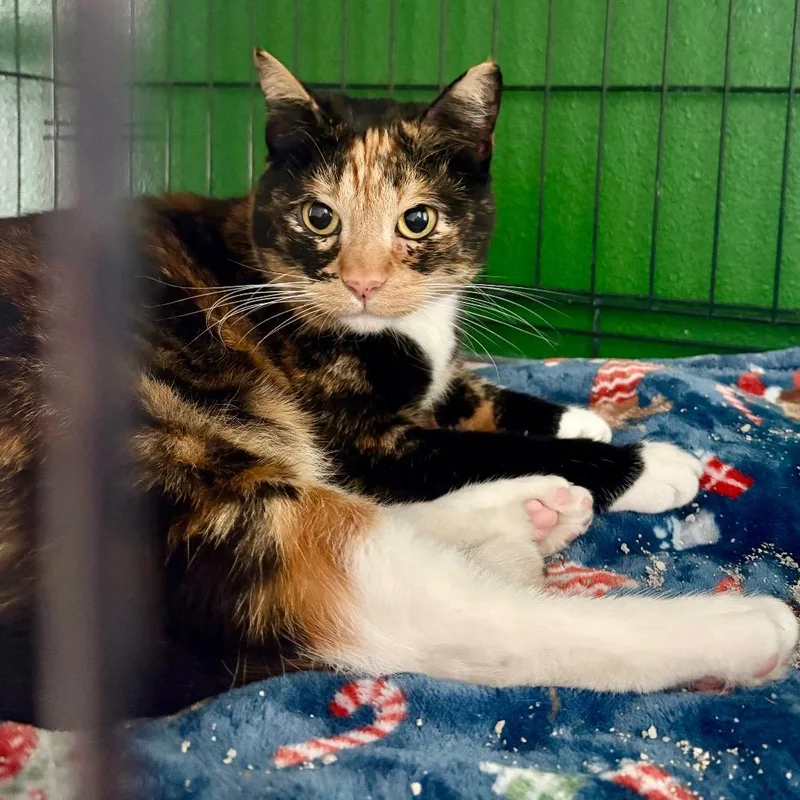 Princess Of Genovia thumbnail 3