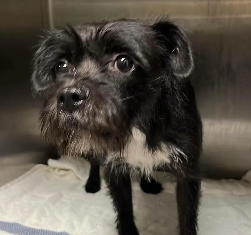 A young small-sized female Terrier dog named Genoa for adoption in Cumming, GA