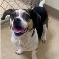 An adult small-sized female Tricolor (Brown, Black, & White) Beagle dog named Darla for adoption in St. Augustine, FL