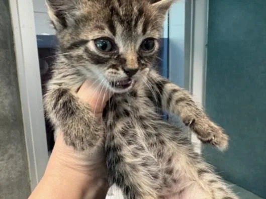 A baby small-sized male Domestic Medium Hair cat named Peanut for adoption in Chatsworth, CA