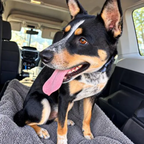 A young medium-sized male Bicolor Australian Cattle Dog / Blue Heeler dog named Sake for adoption in Glendale, AZ