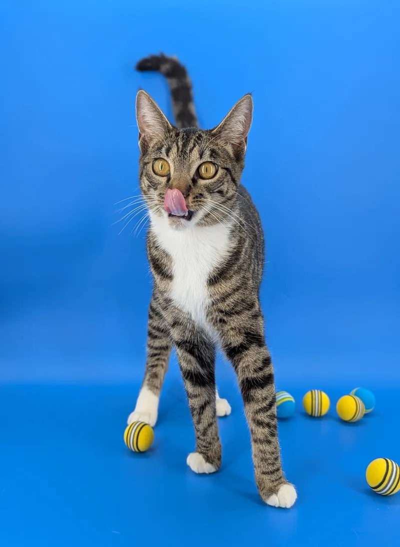 A baby medium-sized female Black & White / Tuxedo Tabby cat named Dill for adoption in Tucker, GA