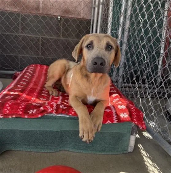 A young small-sized male German Shepherd Dog dog named Charlie for adoption in Redlands, CA