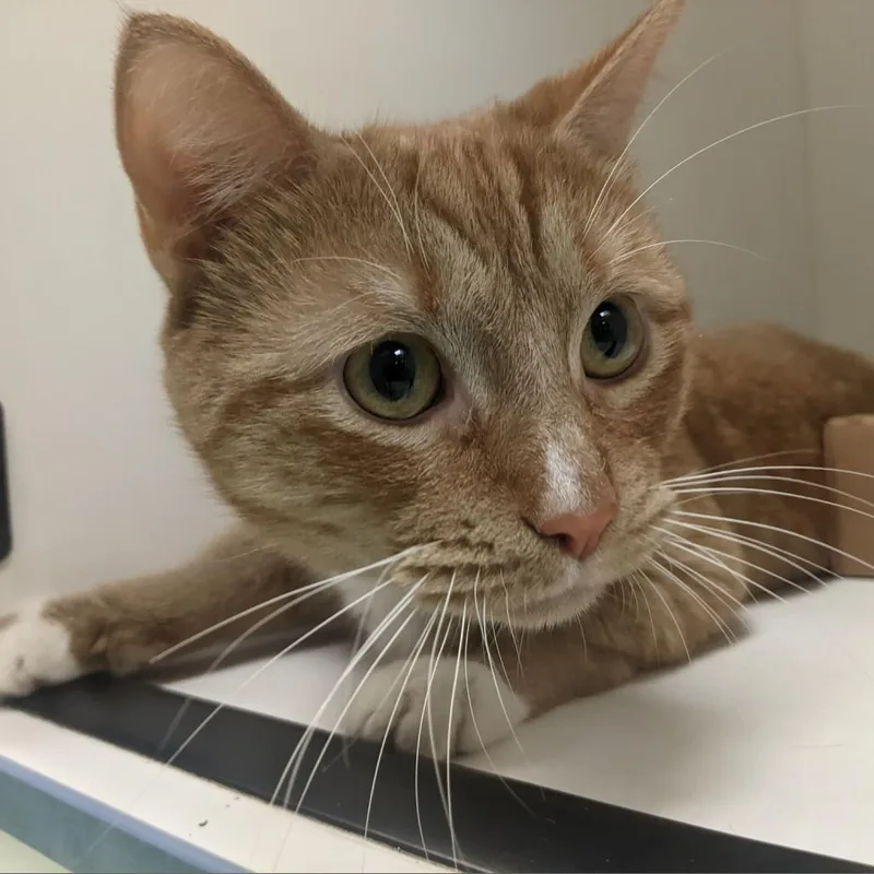 A senior large-sized male Orange / Red Domestic Short Hair cat named Puff for adoption in Philadelphia, PA