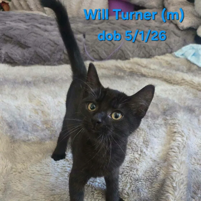 A baby medium-sized male Black Domestic Short Hair cat named William Turner for adoption in Concord, CA
