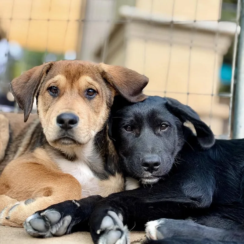 A baby medium-sized male Mastiff dog named Kodiak for adoption in Salem, OR