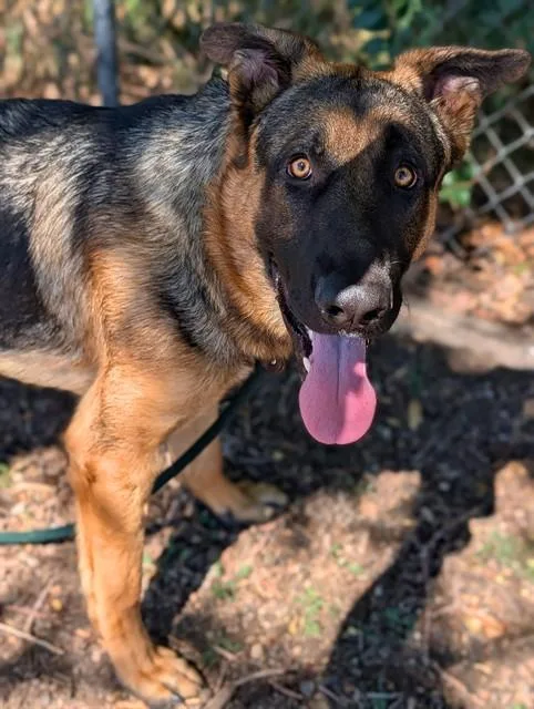 Levi