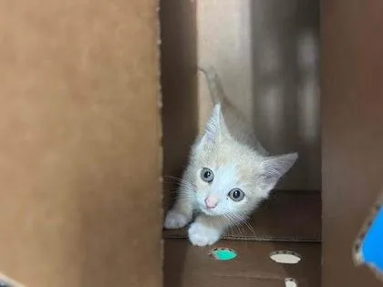 A baby small-sized male Domestic Short Hair cat named Cowboy for adoption in Chamblee, GA
