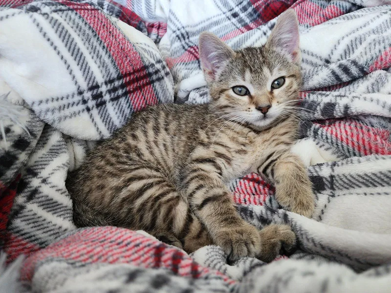 A baby medium-sized female Domestic Short Hair cat named Firefly for adoption in Wheaton, IL