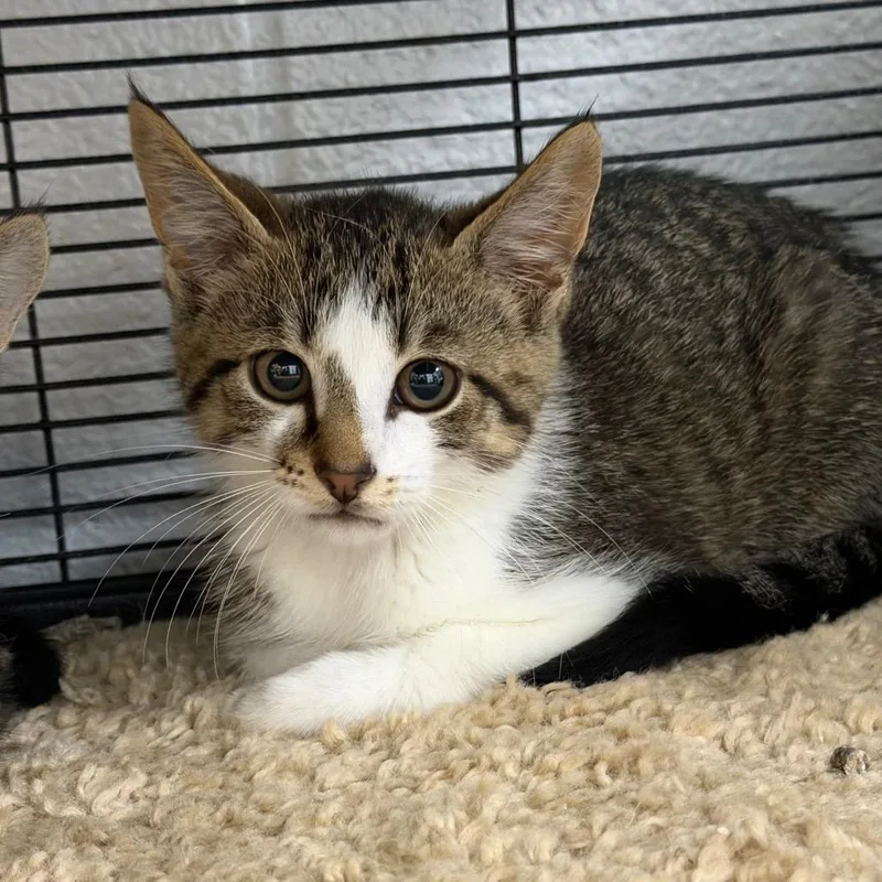 A baby small-sized male Brown / Chocolate Domestic Short Hair cat named Slater for adoption in Hampton Bays, NY