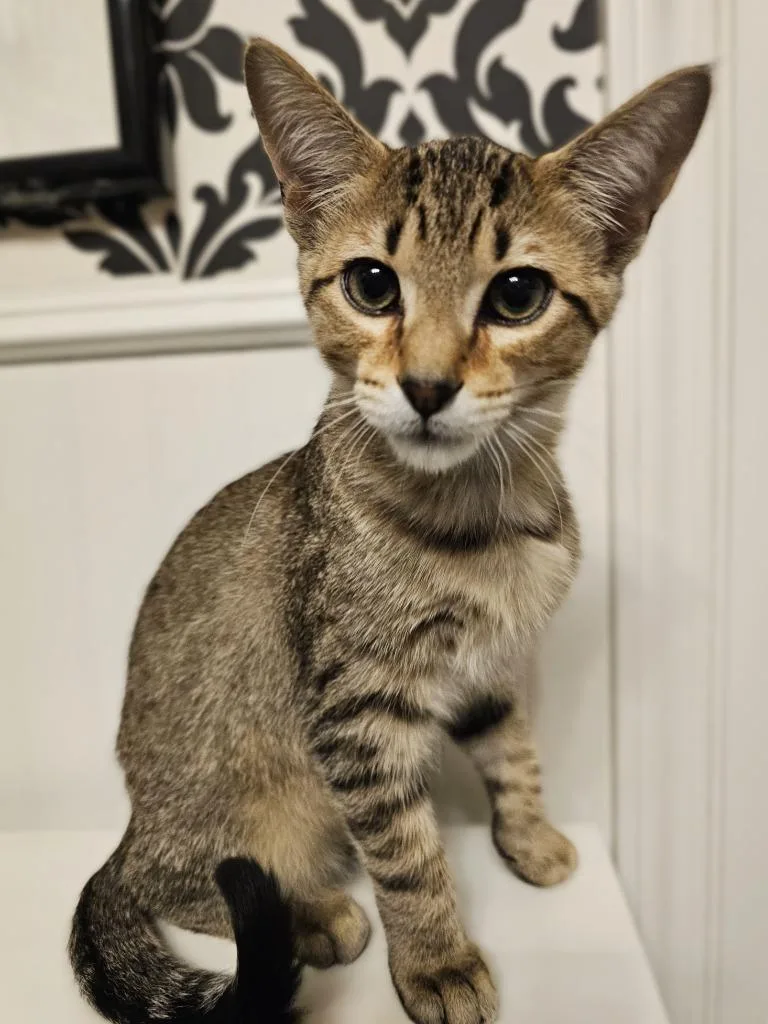 A baby small-sized male Domestic Short Hair cat named Yugi for adoption in Roanoke, TX