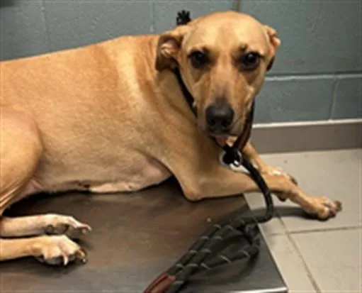 An adult large-sized female Black Mouth Cur dog named Faith Marie for adoption in Corpus Christi, TX