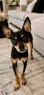 A young small-sized male Black Miniature Pinscher dog named Polo for adoption in Tifton, GA