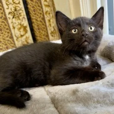 A baby small-sized male Black Domestic Short Hair cat named Mary C for adoption in Princeton, MN