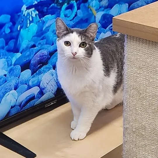 A young medium-sized female Gray / Blue / Silver Domestic Short Hair cat named Pegasus for adoption in Mount Laurel, NJ