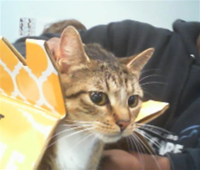 A young small-sized female Domestic Short Hair cat named Loki for adoption in Charlotte, NC