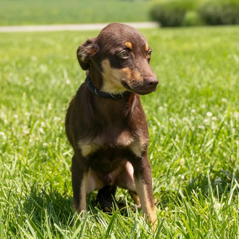 A young small-sized male Brown / Chocolate Mixed Breed dog named Acorn for adoption in Troy, IL