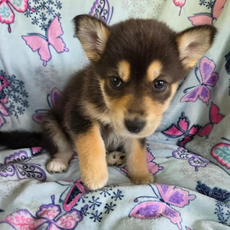 A baby medium-sized female Black Mixed Breed dog named Evie for adoption in Centralia, WA