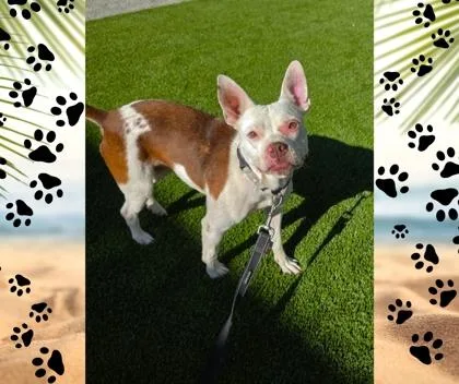 An adult medium-sized female Boston Terrier dog named Riza for adoption in Fresno, CA