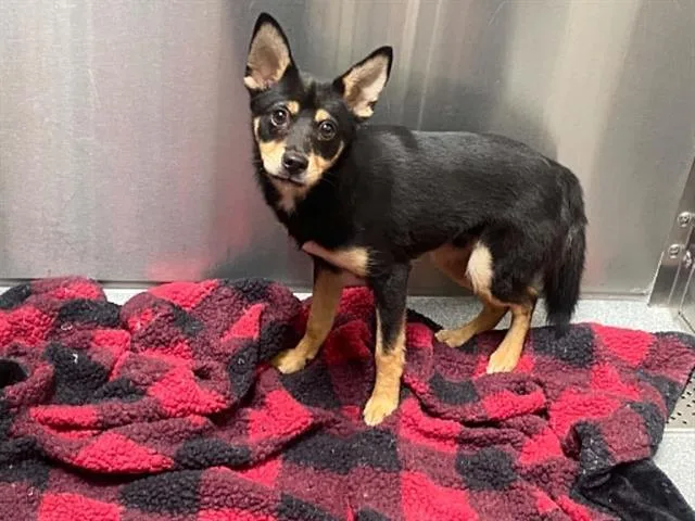A baby small-sized male Shiba Inu dog named Ziggy for adoption in Tustin, CA
