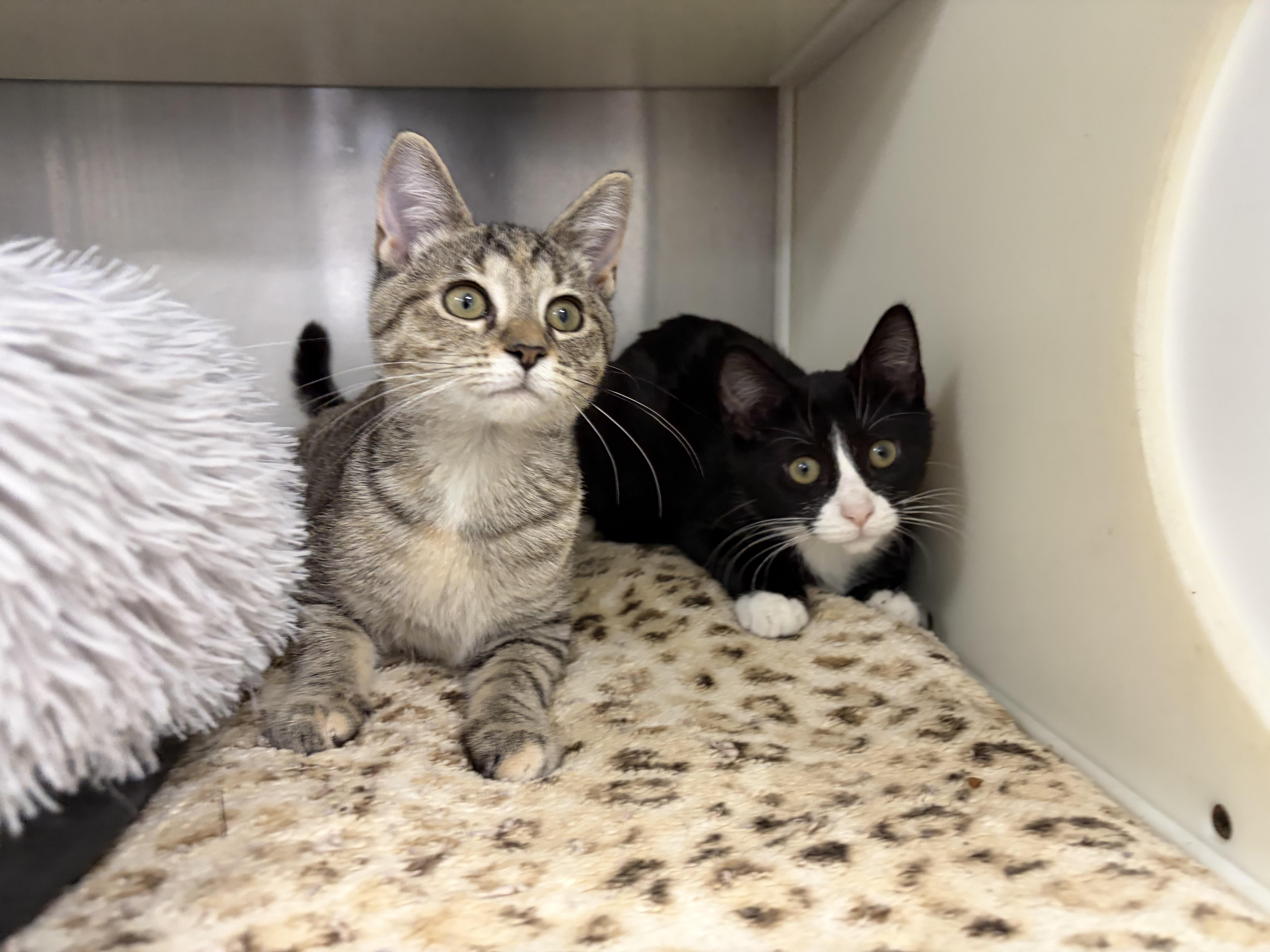 A baby medium-sized female Tabby (Brown / Chocolate) Domestic Short Hair cat named Gretchen for adoption in Frankfort, IN