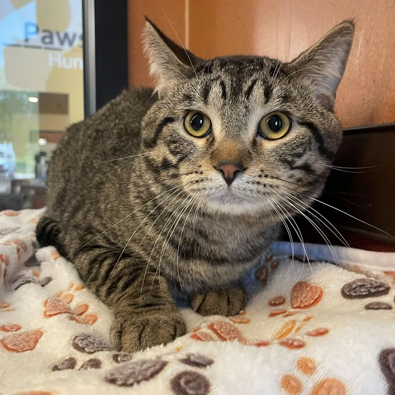 An adult medium-sized male Tabby (Brown / Chocolate) Domestic Short Hair cat named Tin Man for adoption in Rochester, MN