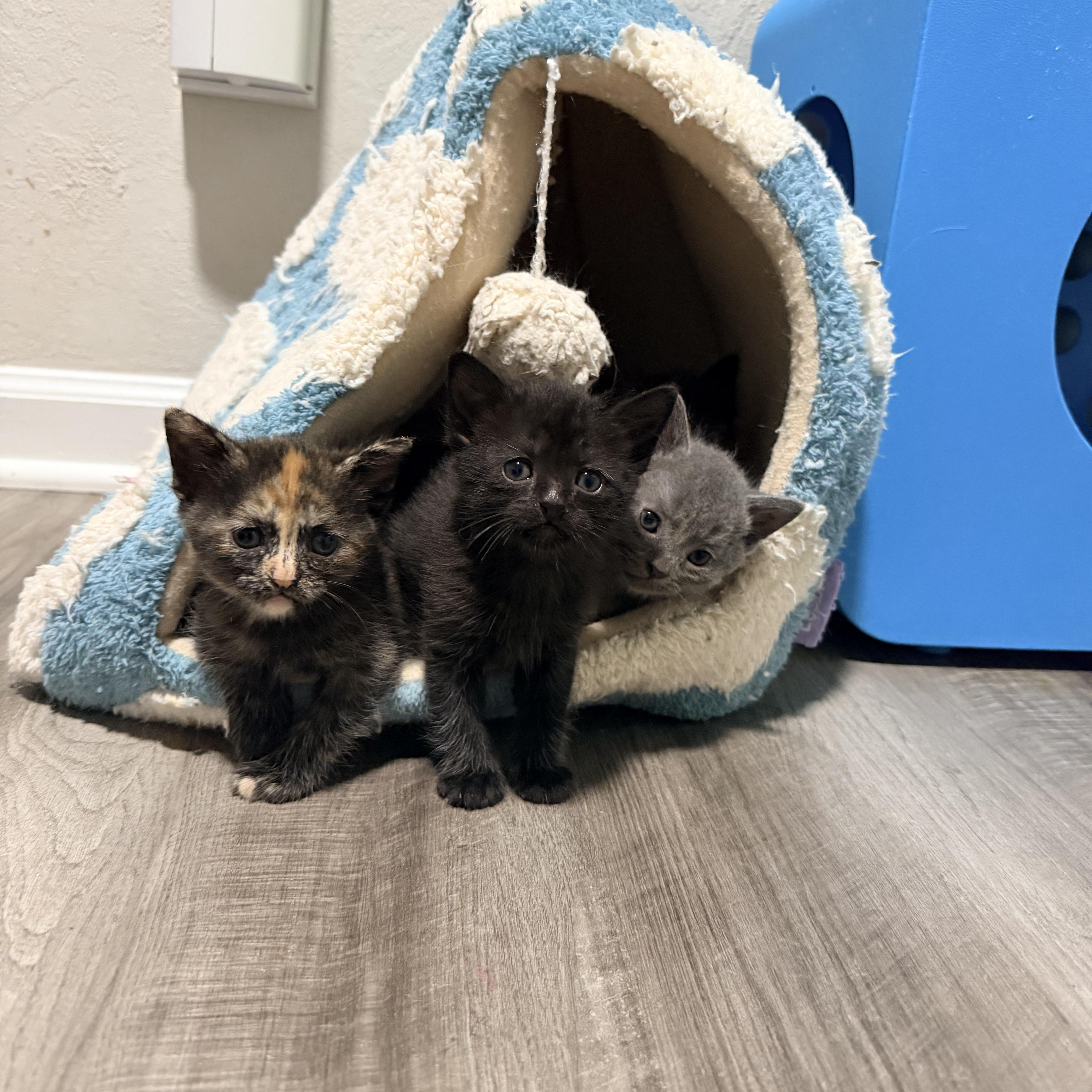 A baby medium-sized female Tortoiseshell cat named Anne for adoption in Greensboro, NC
