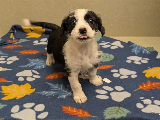 A baby small-sized female Terrier dog named Sweet Pea for adoption in Moreno Valley, CA