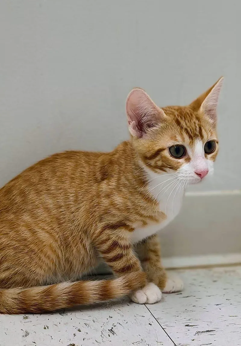 A baby large-sized male Tabby (Orange / Red) Domestic Short Hair cat named Butterscotch for adoption in Oriental, NC