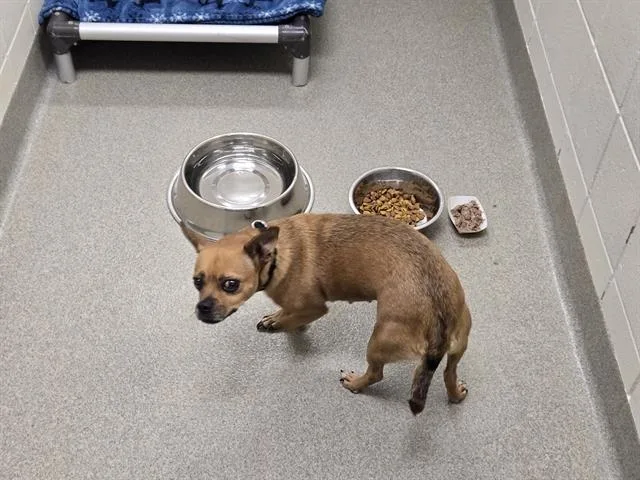 An adult small-sized female Chihuahua dog named Pat for adoption in Omaha, NE