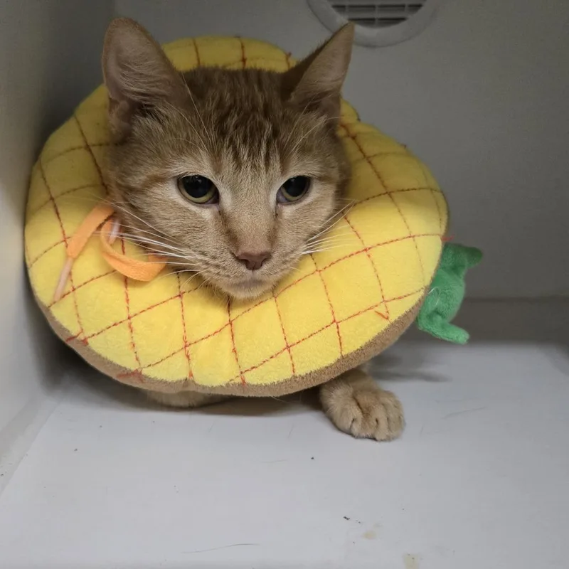 A young medium-sized female Orange / Red Domestic Short Hair cat named Divine for adoption in Dearborn, MI