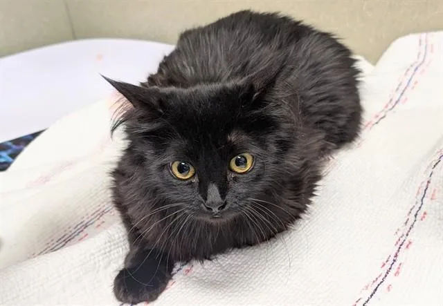 A young medium-sized female Domestic Medium Hair cat named Bathsheba for adoption in Moreno Valley, CA