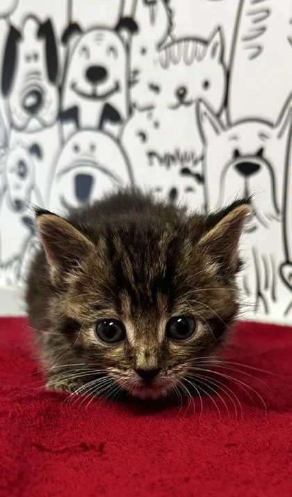 A young small-sized male Domestic Short Hair cat named B Pip for adoption in North Charleston, SC