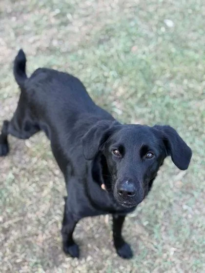 An adult large-sized female Labrador Retriever dog named Bayley for adoption in Morton Grove, IL
