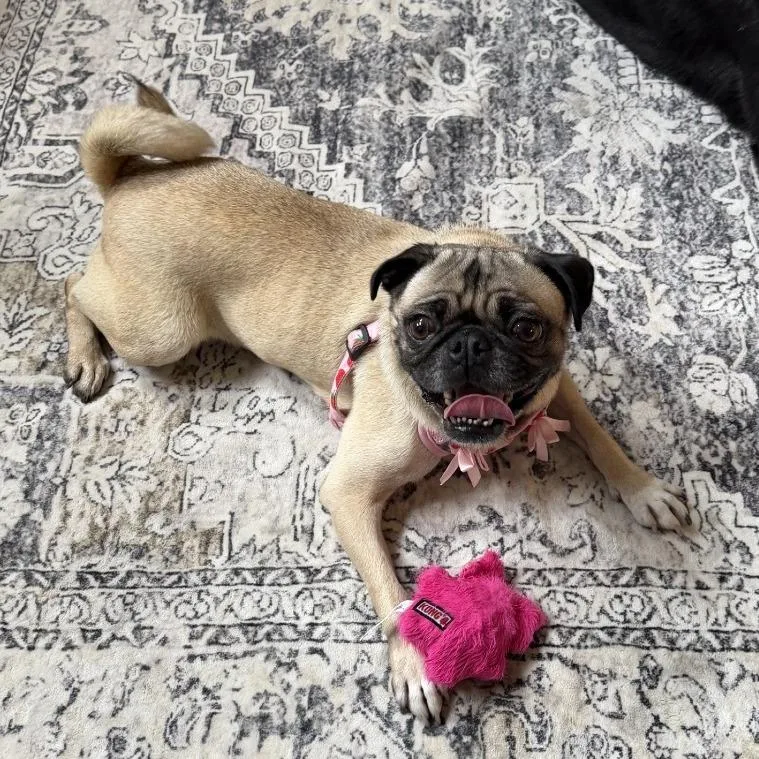 An adult small-sized female Mixed Breed dog named Chloe for adoption in Houston, TX