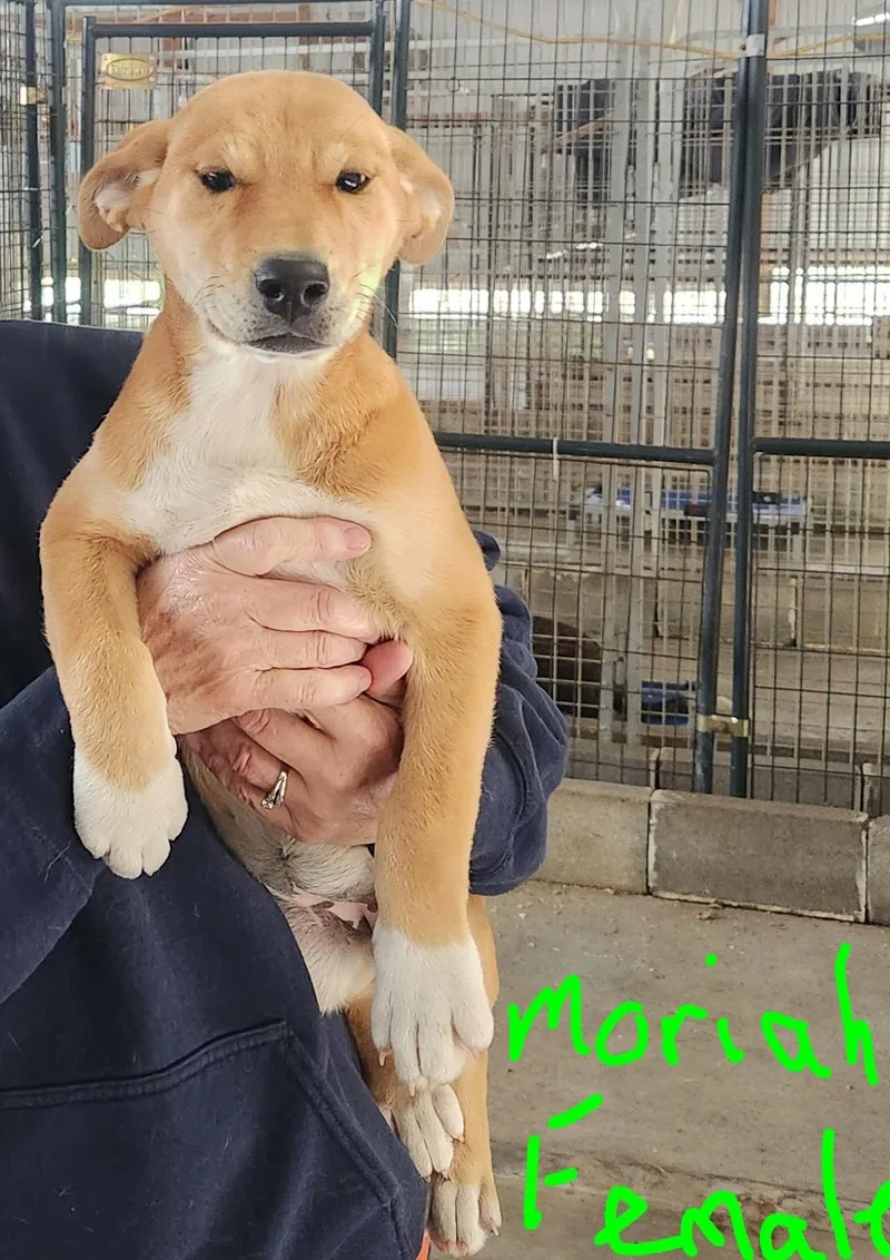 A baby medium-sized female Mixed Breed dog named Moriah for adoption in Manchester, CT