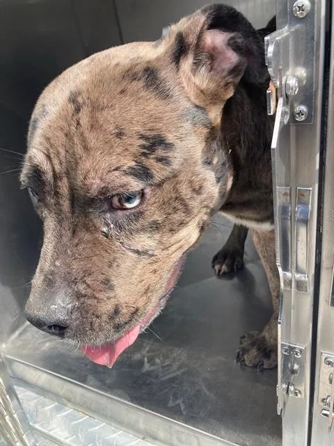An adult large-sized male Pit Bull Terrier dog named Royalty for adoption in Dallas, TX