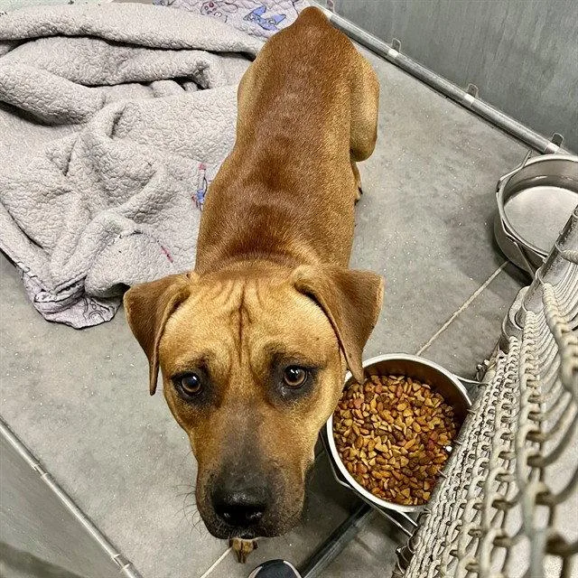 A young medium-sized male Black Mouth Cur dog named Lester for adoption in Tavares, FL