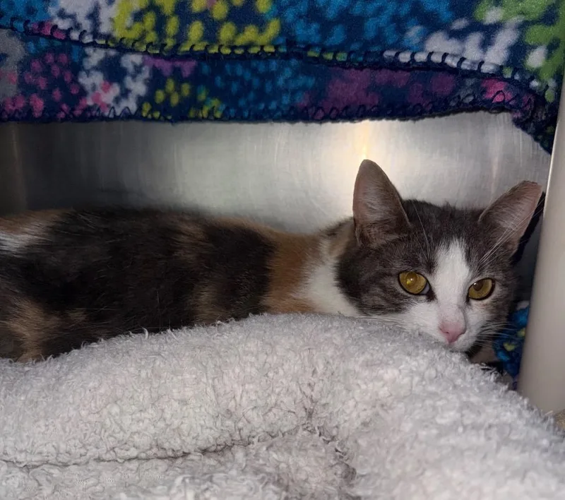 A young medium-sized female Domestic Short Hair cat named Cali for adoption in Albion, NY