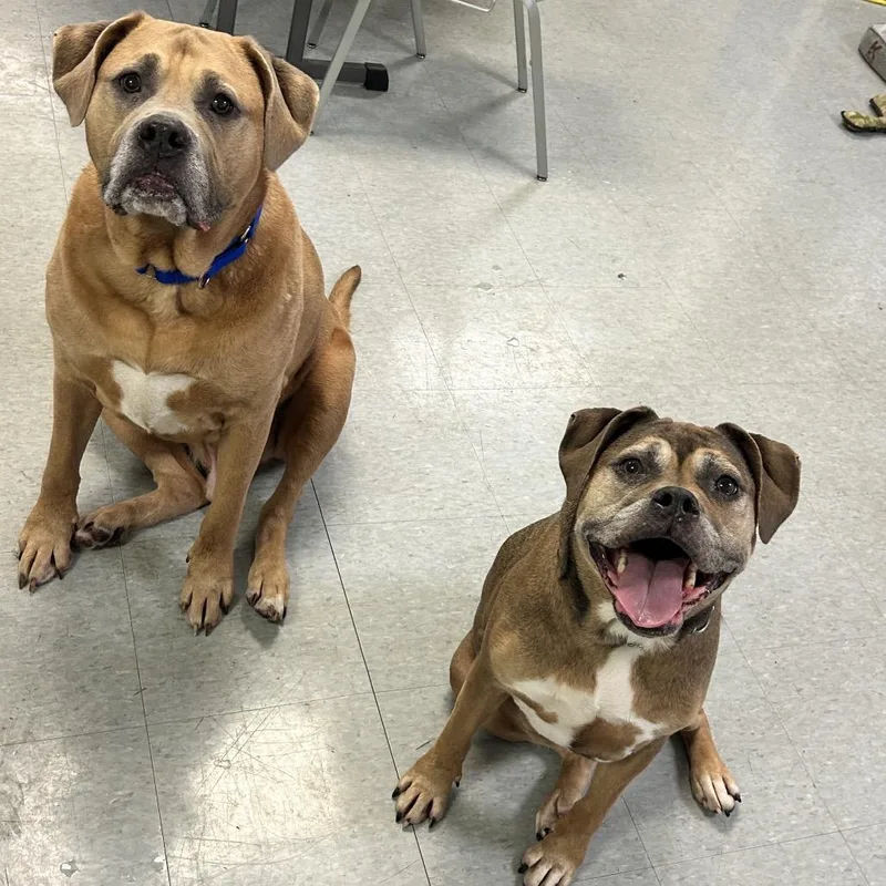 A senior small-sized male Brown / Chocolate Labrador Retriever dog named Lazarus for adoption in Springfield, IL