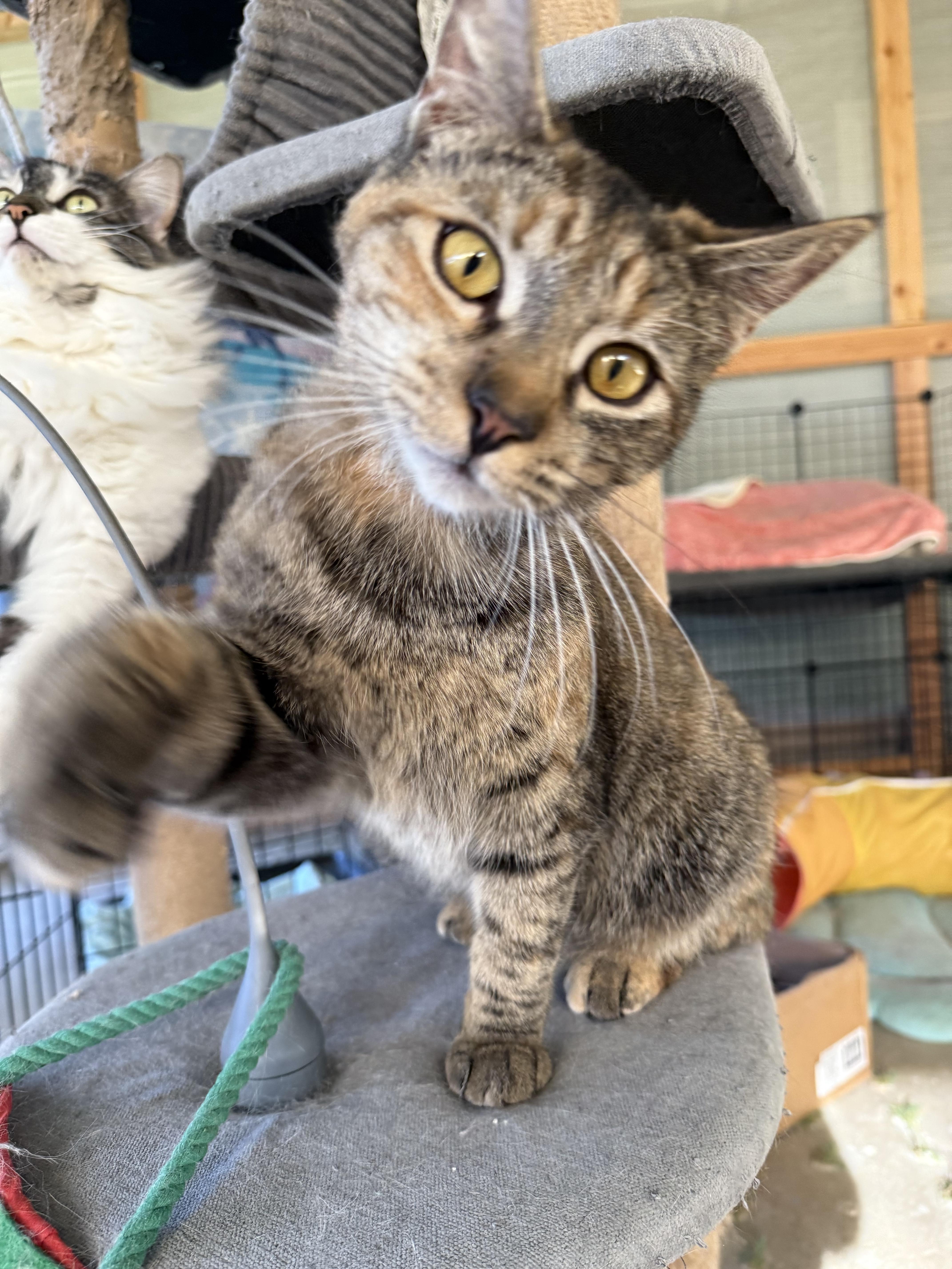 A young medium-sized female Tabby (Brown / Chocolate) Domestic Short Hair cat named Cookie for adoption in Fresno, CA